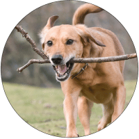 Dog-Activities-banner