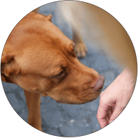 Dog-Bite-Prevention