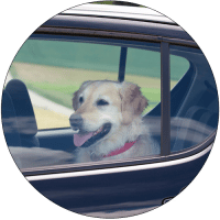 Dog-in-car