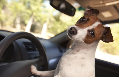 Jack Russell in car