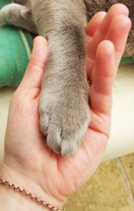 paw in hand