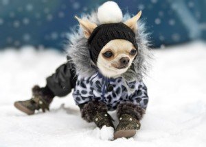 can a puppy die from cold weather