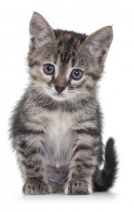cute kitten on white background