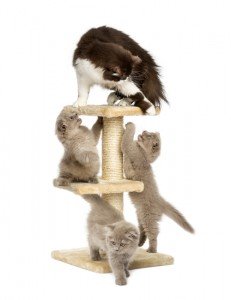 cat and kittens playing on scratching post