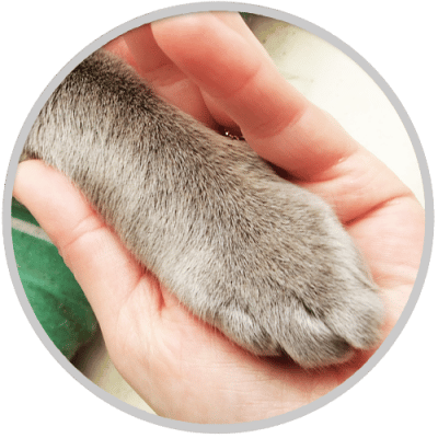 paw-in-hand