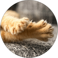 truth-about-declawing