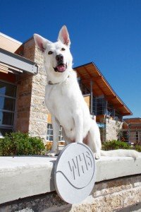 white dog WHS sign