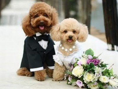 Wedding dogs