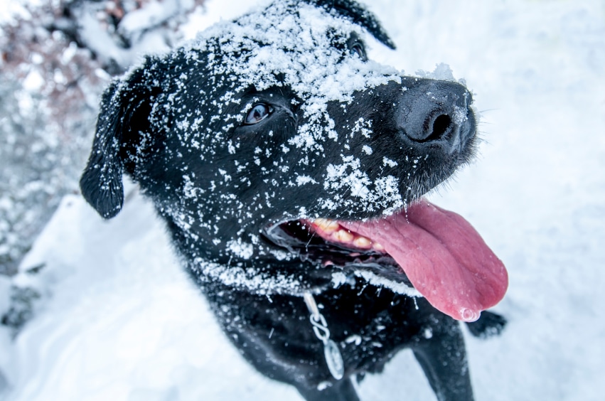 Keeping Your Pet Warm this Winter: Cold Weather Safety Tips | Winnipeg  Humane Society