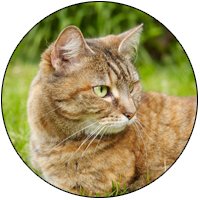 Community-Cat