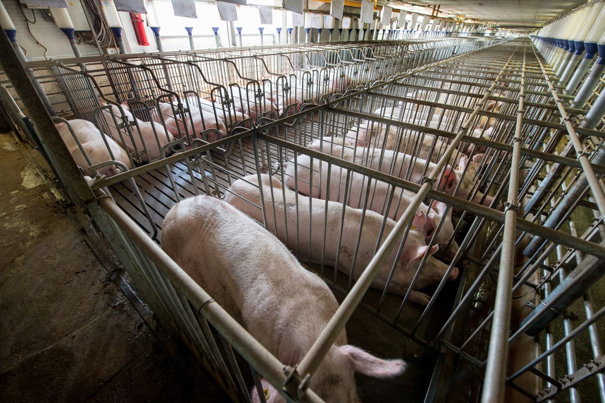 Provincial Government support for Hylife factory farm